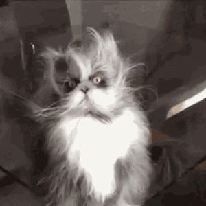 Meet your Posher, Stacy